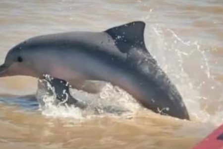 Dolphin Guided Tours